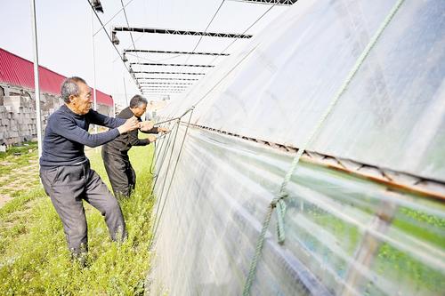 4月11日，石家莊市藁城區(qū)農(nóng)昌種植服務專業(yè)合作社的農(nóng)民正在加固蔬菜大棚。本報記者 史晟全攝